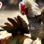 Đá Gà Thomo Là Gì - Những Điều Thú Vị Bạn Chưa Biết