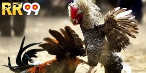 Đá Gà Thomo Là Gì - Những Điều Thú Vị Bạn Chưa Biết