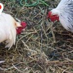 Đá Gà Đòn Thomo – Mẹo Cược Hiệu Quả Giúp Bạn Thắng Dễ Dàng