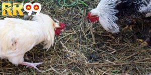 Đá Gà Đòn Thomo – Mẹo Cược Hiệu Quả Giúp Bạn Thắng Dễ Dàng