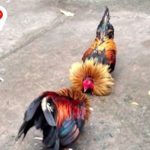 Đá Gà Cựa Dao – Trải Nghiệm Kịch Tính, Cơ Hội Thắng Khủng